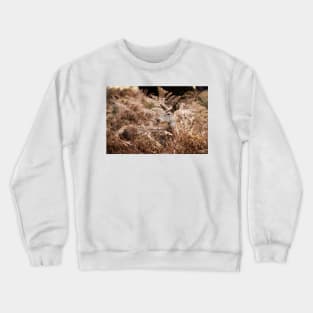 Red Deer Doe Resting in Bracken Crewneck Sweatshirt